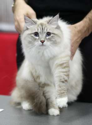 �������� ����� '������� ���-�����' 30 ������-1 ������� 2013., ������������ ��� 3731